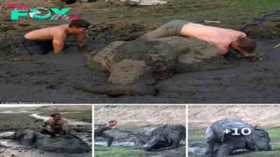 Last ditch effort: The moment the guides risked their lives in a desperate battle to save a baby elephant stuck up to its neck in mud for four days