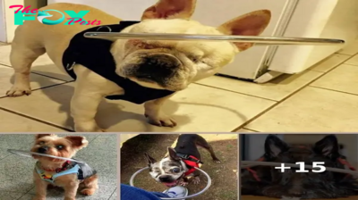 Dog Went Blind And Kept Bumping Into Walls, So Woman Built A Device To Help Him