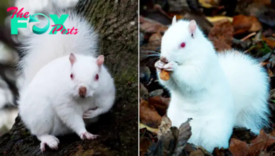 Aww Rare Encounter: Photographer Captures Stunning Images of One of the Nation’s 50 Albino Squirrels.
