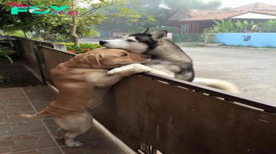 AK “Rudy the Husky Embarks on a 30km Journey to Reunite with His Family After 630 Days Apart, Resulting in a Heartwarming Homecoming”