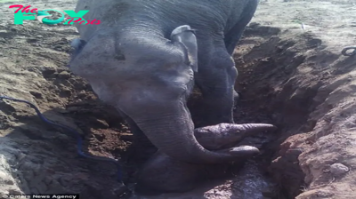 kp6.”Motherly Dedication: 11-Hour Struggle to Rescue Baby Elephant Trapped in Mud.”