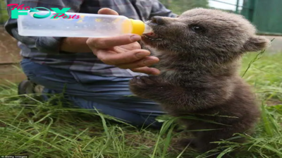 bb. Comfort in a Cup: Orphaned Boy Finds Relief in Tears After Days Lost in Woods Without His Mother.