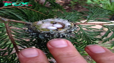 LS ”Hummingbird Nests are as Small as a Thimble, Be Careful Not to Prune Them”
