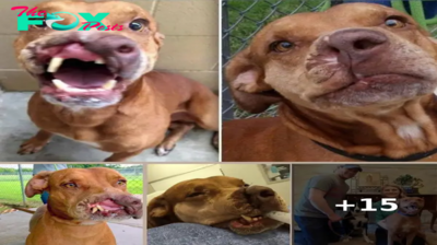 Family Dumped Their “Ugly” Dog, And Doctors Transformed Him With ‘Life-Altering’ Surgery