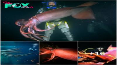 3S “Have You Ever Seen a Giant Squid with a 495kg Beak? Lucky Divers Share Their Rare and Astonishing Encounter!” 3S
