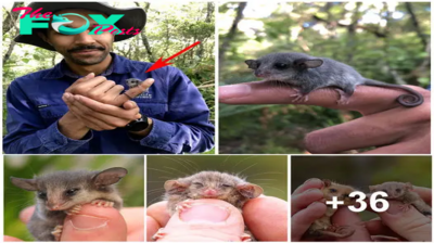 Researchers Find A Tiny Baby Animal And Realize There’s More