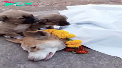 son.The emotional farewell when two dogs said goodbye to their sick mother touched everyone.