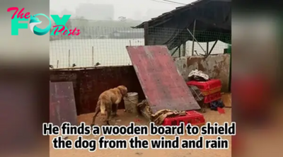 Heartfelt Farewell: Stray Dog Shares a Touching Final Goodbye with Her Beloved Best Friend