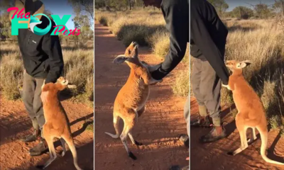 tl.”An Orphaned Baby Kangaroo Can’t Bear to Let Go of Her Human Pal. It’s True Love!”