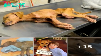 They Save Abused Dog From Brink Of Death, Dog Repays Them By Saving Their Son
