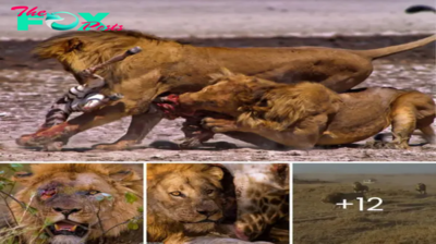Young Lions Engage in Ferocious Battle for Territory, Launching Brutal Attack on Older Male at Kenyan Nature Reserve