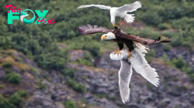 tl.In a heroic act, a gull сһаɩɩeпɡeѕ an eagle to liberate its buddy mid-air!
