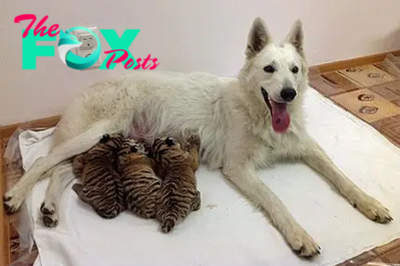 bb. Three abandoned tiger cubs find a loving mom in a gentle dog. (Video)