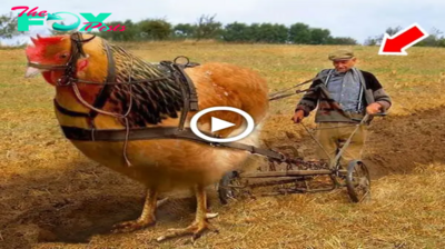 Bіzаггe Tale: Farmer Uses Mutant Giant Chicken to Plow the Field (VIDEO). nobita
