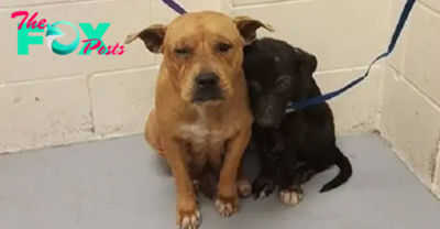 Es Pitbulls find solace in each other during their temporary stay at the shelter