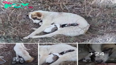 Lamz.Heartbreaking Ordeal: Mother Dog Struggles to Keep Abandoned Puppies Alive in the Wild, Desperately Awaiting Rescue