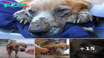 Ailing Homeless Dog Closed His Eyes, Knowing He Was Finally Safe For First Time