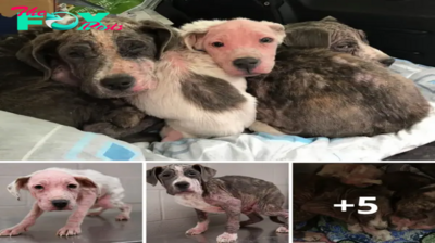Lamz.Passerby Rescues Three Puppies Huddled on the Street