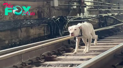 Es A frightened stray puppy ran along the railroad tracks, desperately hoping for a compassionate rescuer