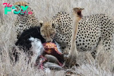 tl.Sneakily Stealing Ostrich Eggs, the Leopard Suffered Agony When the Ostrich Fiercely Retaliated, Leaving It No Time to Escape.