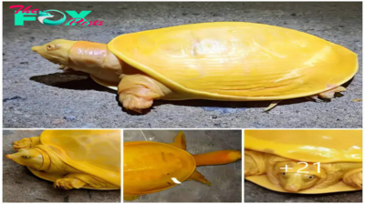 f.Noteworthy is the extremely rare bright yellow turtle in India.f