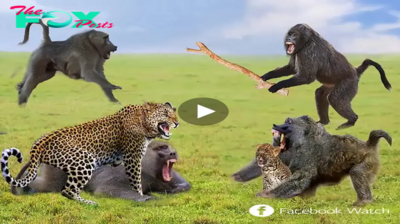 tl.Wrath of the Mother Leopard: Savage Attack on Baboon Troop to Protect Her Vulnerable Cubs.