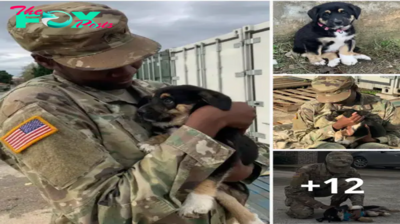 Lamz.After 340 Days Apart, Soldier Joyfully Reunites with Dog She Rescued Overseas, Cementing an Unbreakable Bond