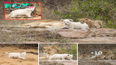 I’m a weird person, but it’s not my fault: A very rare lion cub was born with no pigment in his fur and was protected by his mother even though he was special compared to his brothers