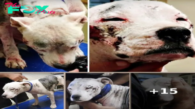 No One Helped Her Because She’s A Pit Bull So She Roamed The Streets In Agony