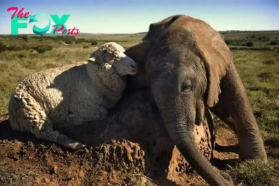 kp6.Unlikely Friends: Baby Elephant and Sheep Form Heartwarming Bond.