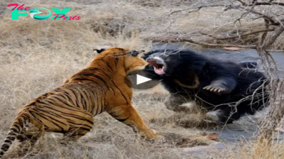 ST “Defying the Odds: Mother Sloth Bear, Carrying Her Cubs, Overcomes a Large Male Tiger in an Astonishing Display of Strength” ST