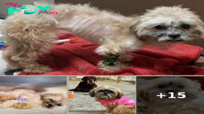 She Was Starved Nearly To Death & Beaten So Badly That Her Tail Was Broken Off