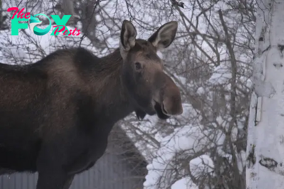 Moose Kills Alaska Man Attempting to Take Photos of Her Calves