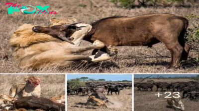 Savage Encounter: Two Dominant Male Lions Overpower Lioness, Seizing Her Kill as She Flees to Save Herself