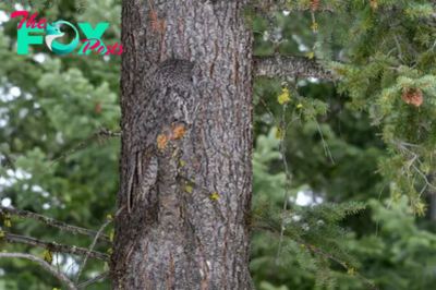 SZ “Photographer Spots Stunning Great Grey Owl Blending Perfectly Into a Tree” SZ