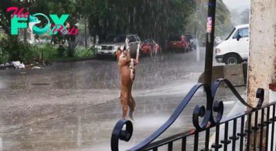 hq. “Embracing Bliss: A Stray Dog’s Delight” – In a heartwarming scene, a stray dog discovers solace in three enchanting hours of dancing in the rain, radiating joy and captivating millions with his infectious happiness.
