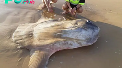 LS ”Giant sunfish washes up on Australian beach: ‘I thought it was a shipwreck’”