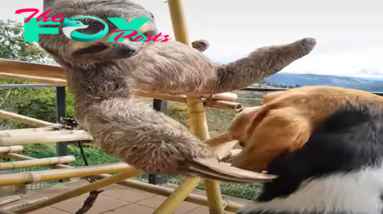 QT An Unlikely Friendship: From Rescued Sloth to Best Pal of a Beagle
