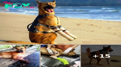 Man Chops Off Dog’s Front Legs But Dog Gets New Legs & Learns To Run Again