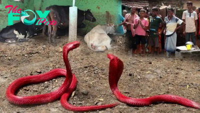 f.Revealing the enchanting behaviors of the mysterious red snake.f