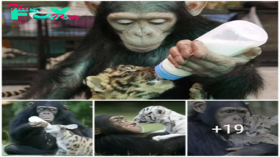 Lamz.Unlikely Nanny: When a Monkey Adopted an Orphaned Tiger, Love Knew No Species Boundaries