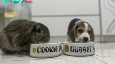 QT The Endearing Friendship Between a Beagle Puppy and a Bunny