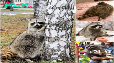 The Russian girl who adopted a small brown bear did not expect him to grow up and become an Instagram star due to his size and obesity.