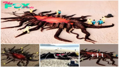 Lamz.Oceanic Enigma: Deep-Sea Monster Washes Ashore in Australia, Stunning Onlookers with Its Mysterious Appearance