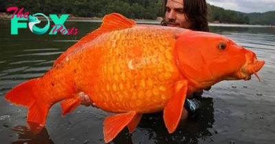 Aww Why You Shouldn’t Dump Your Pets: The recently caught record-breaking giant goldfish weighs up to 50kg.
