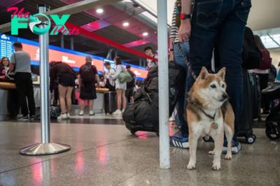 Your Dog Can Now Fly in Luxury With a New Airline Just for Them