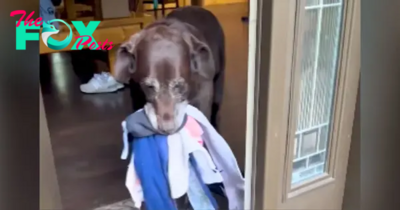 Adorable Dog Delights in Greeting Mom and Everyone Else with Gifts, Spreading Joy and Smiles Everywhere