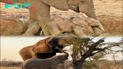 Touching Moment: Elephant Herd Rushes to Aid a Struggling Baby Elephant – Watch Now!