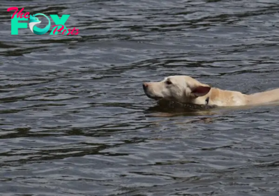 nht.Brave dog risked his life to save his dangerous owner in the river ‎