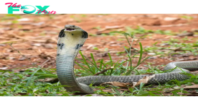 SAO.The “King Cobra” Holds the Title as the Longest Venomous Snake.SAO